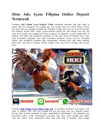 Contact ternak ayam philipina on messenger. Situs Adu Ayam Filipina Online Deposit Termurah