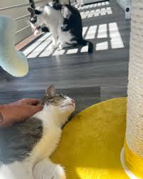 Marc Colucci (@high5petcare) • Instagram photos and videos