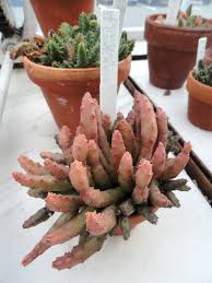 Image result for Duvalia