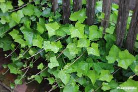 Devil's ivy is a climbing plant that can grow indoors with minimal maintenance. Ivy Plant Hedera Helix How To Care And Grow Indoors Plantopedia
