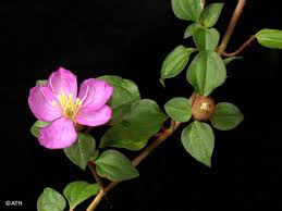 Image result for Dissotis