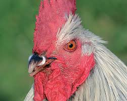 Été, canicule et poulailler : Anneau Anti Picage La Ferme De Beaumont Lutte Contre Le Pic