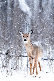 Live Snowy Deer In Watercolor Tutorial 12 30pm Et Animal Photo Animals Winter Animals