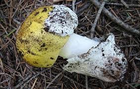 Image result for Micrococca capensis