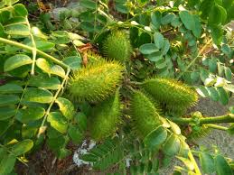 It is an evergreen shrub or small tree growing to 25 feet tall. Spiny Fruit Trees Along The Beach Steemit