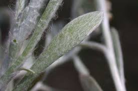 Image result for Vellereophyton dealbatum