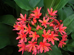 Image result for Scadoxus pole-evansii