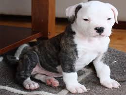 Every rescue bulldog is different: Cute Pictures Of American Bulldog Puppies