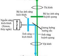 Kính hiển vi quang học – Nguyên lý và cấu tạo