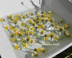 Tridax Daisy Flower Essence Prep Flower Essences Daisy Flower Flowers