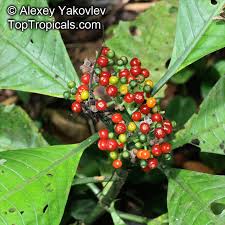 Image result for Psychotria auxopoda