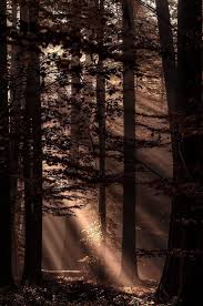 All The Leaves Are Brown And The Sky Is Grey Sia Mbti Kin Intj Scorpio Sun Capricorn Moon Capricorn Brown Aesthetic Aesthetic Wallpapers Nature Photography