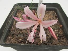 Image result for Nervilia adolphi