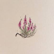 Vintage Heathers Botanical Illustration Miniature Painting Botanical Illustration Heather Flower Flower Drawing