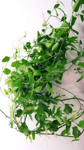 Image result for Smilax