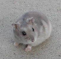 Black And White Syrian Hamster For Sale Winter White Dwarf Hamster To A Good Home Petits Animaux A Vendre Ville De Montreal Kijiji Winter White Hamster Dwarf Hamster Hamster