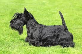 Image result for scottish terrier