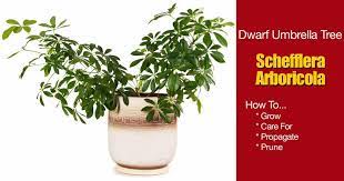 Check spelling or type a new query. Schefflera Arboricola Care Growing The Dwarf Umbrella Tree