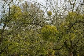 Image result for Viscum