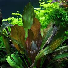 The plant usually denominated echinodorus schlueteri in germany is not identical with the plant that was scientifically described in 1981 by karel rataj as e. Echinodorus Reni Aquasabi Aquaristik Shop