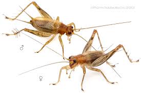 Image result for Tridactyle inaequilonga