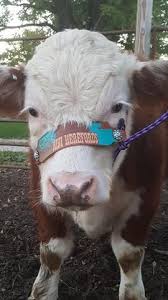 Custom Award Cattle Rope Halter Stockyard Chaos Cute Animals Cute Cows Cute Baby Animals