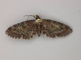 Image result for Eupithecia lanceata