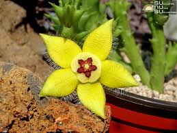 Image result for Orbea dummeri