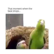 Bird Bouncing Golf Ball On Concrete Beat Dropped Video In 2020 Funny Gif Funny Animal Videos Animal Memes