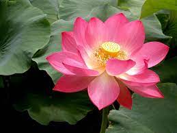 Lotus Flower Is Much More Than Meets The Eye It Meets The Palate Too
