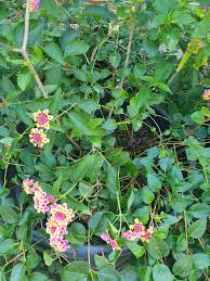 Image result for Lantana camara