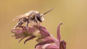 Image result for cornish black bee