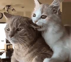 We did not find results for: Funny World Of Cats Memes And Mobile Wallpapers