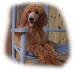 Red, Apricot or Black Standard Poodles for Sale - Poodle ...