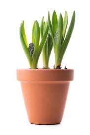 • plant your bulbs almost as deeply as you would in the ground; Year Round Potted Bulbs Reusing Forced Bulbs In Pots After Flowering