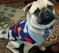 New Sweater For Peter Too Pug Love Doggy Pugs