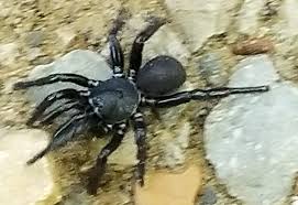 (trapdoor spider) creek park lick demir bridge trail haqqında. Trapdoor Spider What S That Bug