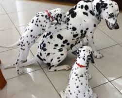 Dalmatian puppies for sale are a great choice for a classic, energetic and social companion pup with an air of distinction. Dalmatian Breeders In Nsw Pawbase