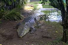 One living in the southeast united states and one living in. Crocodile Wikipedia
