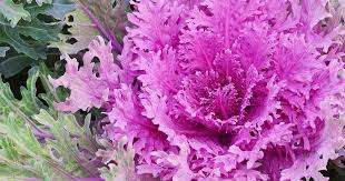 In this forest there are many beautiful flowers. How To Grow Ornamental Flowering Kale Gardener S Path