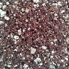 Perlite encourages airflow in the soil. Cactus And Succulent Soil Mix 500 Ml Cactusplaza Com
