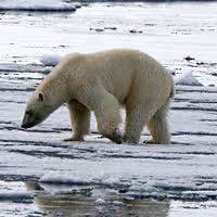 Image result for Helixanthera schizocalyx