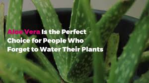 Maybe you would like to learn more about one of these? Easy Aloe Vera Plant Care Tips Anyone Can Do Real Simple