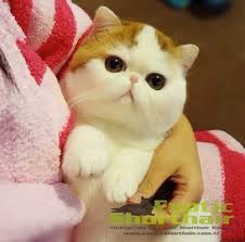 Sadik Dostlardan Kediler Ve Bilinmesi Gerekenler Exotic Shorthair Yetistirme Ve Sahiplendirme Kulubu