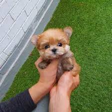 Micro Morkie Puppies For Sale Mini Teacup Puppies