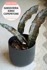 Image result for Sansevieria kirkii