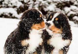Pyrenean mountain dogs are huge and have been guarding livestock since the middle. Male Vs Female Bernese Mountain Dog Which Is Better
