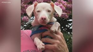 Maybe you would like to learn more about one of these? Pop Up Pup Adoption To Be Held On Pratt Street In Hartford Saturday Fox61 Com