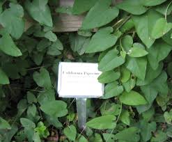 Image result for Aristolochia heppii