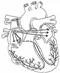 The best way to use an anatomy coloring page is to choose a specific color for each structure and then link this color to the matching label. Ekg Interpretation